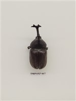 藏品(獨角仙)的圖片